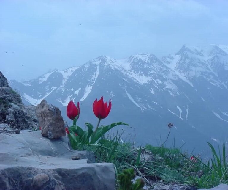 Martı Gülüşü – Kadriye Türken